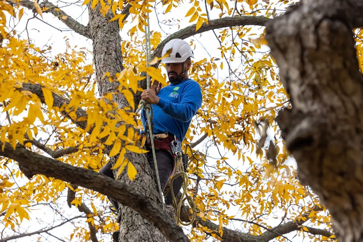 Skilled Tree Transplanting crew working in Jennings